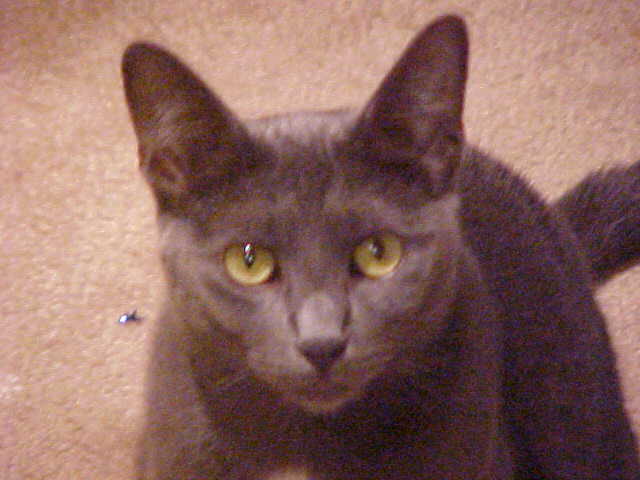 02-08-12__Kitty.jpg
